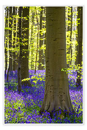 Wall print Beech forest in early spring - Jason Langley