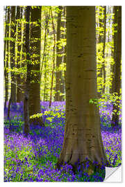 Wall sticker Beech forest in early spring