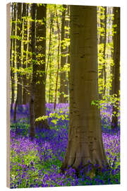 Wood print Beech forest in early spring