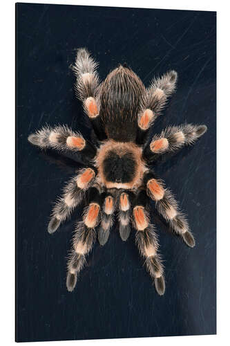 Stampa su alluminio Mexican Red Knee Tarantula (Brachypelma Smithi), captive, Mexico, North America