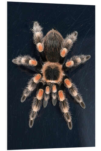 PVC print Mexican Red Knee Tarantula