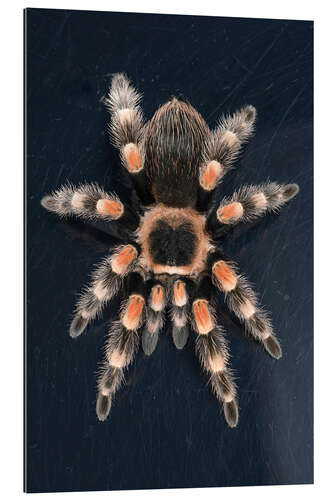 Galleritryk Mexican Red Knee Tarantula