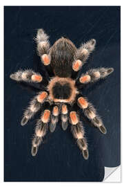 Wall sticker Mexican Red Knee Tarantula