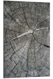 Magnettafel Jahresringe