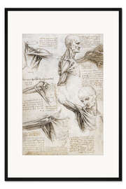 Gerahmter Kunstdruck Muskeln und Sehnen der Schulter und des Armes