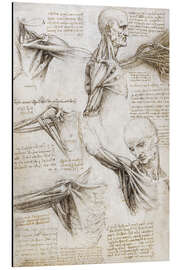 Magnettafel Muskeln und Sehnen der Schulter und des Armes