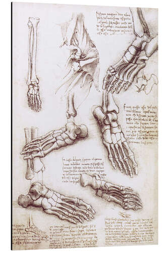 Cuadro de aluminio Anatomía del pie