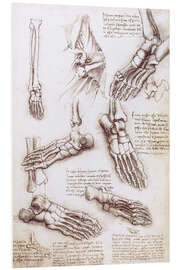 Foam board print Foot anatomy