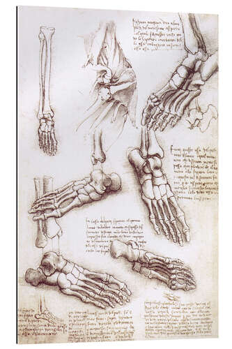 Gallery print Foot anatomy