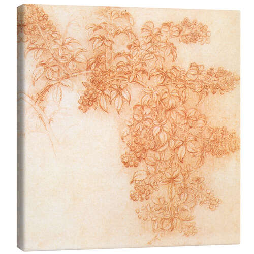 Canvas-taulu Drawings of plants