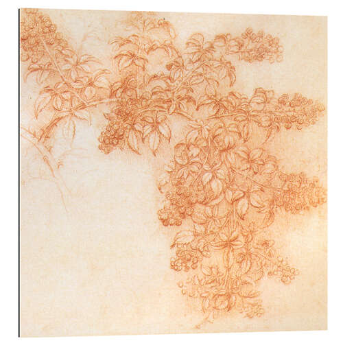 Galleritryk Drawings of plants