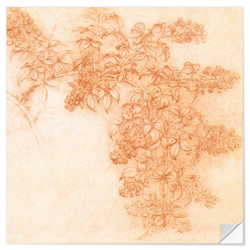 Sisustustarra Drawings of plants