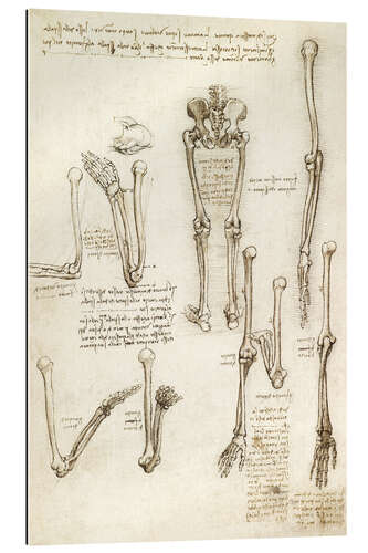 Gallery print the bones of the arm and leg