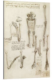 Magnettafel Knochen des Armes und Beines