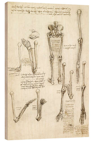 Tableau en bois Les os du bras et de la jambe