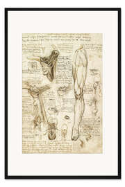 Gerahmter Kunstdruck Anatomische Studie (Kehlkopf und Bein)