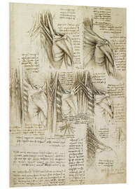 Foam board print Muscles of the spine