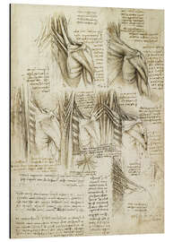 Magnettafel Muskeln der Wirbelsäule