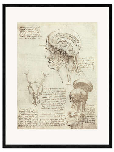 Framed art print Studies of the skull and brain