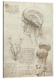 Magnettafel Gehirn und Schädel