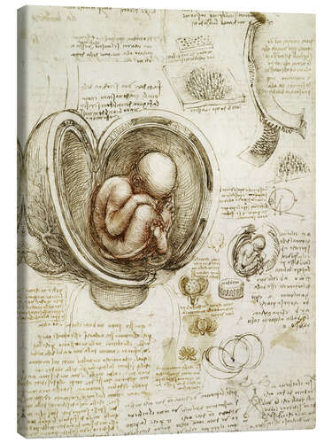 Canvas print Studies of embryos