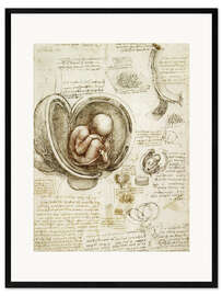 Gerahmter Kunstdruck Studien des Embryos