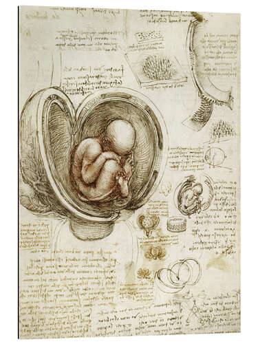 Gallery print Studie van de foetus in de baarmoeder