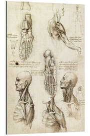 Aluminium print Neck muscles and bones of the foot