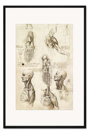 Gerahmter Kunstdruck Nackenmuskeln und Knochen des Fußes