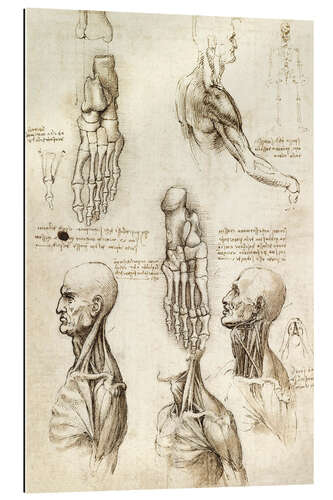 Tableau en plexi-alu Muscles du cou et os du pied