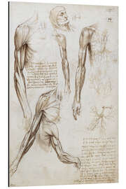 Magnettafel Muskeln eines Mannes