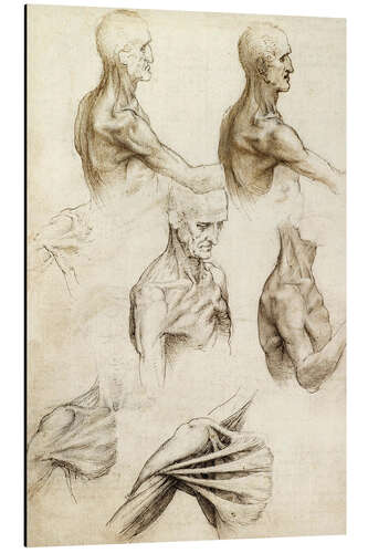 Tableau en aluminium Anatomie d'une épaule
