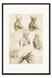 Gerahmter Kunstdruck Anatomie von der Schulter
