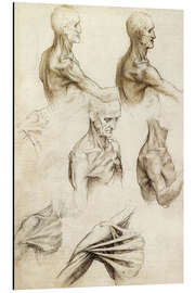 Magnettafel Anatomie von der Schulter