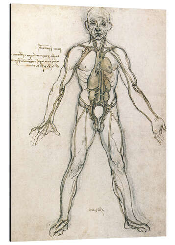 Alubild Anatomie Studie