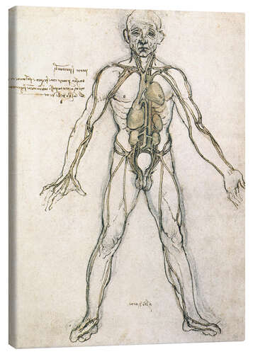 Canvastavla Anatomy study