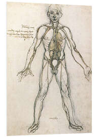 Foam board print Anatomy study