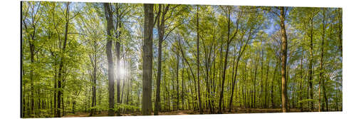 Cuadro de aluminio Beech forst in spring time panorama