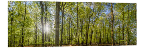 Foam board print Beech forst in spring time panorama