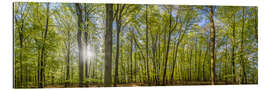 Gallery print Beech forst in spring time panorama