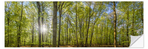 Autocolante decorativo Beech forst in spring time panorama