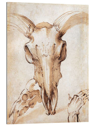 Gallery print Skull of a cow