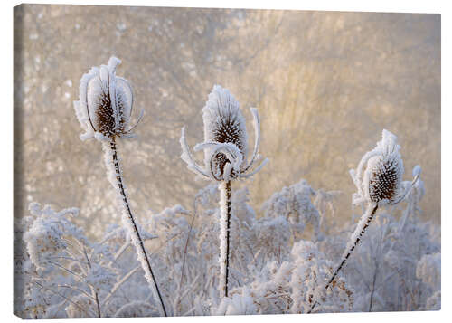 Tableau sur toile Cardères gelées en hiver