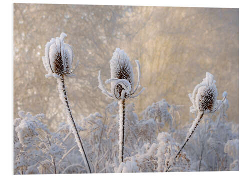 Foam board print Hoar frost on a teasel in wintertime