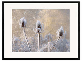 Innrammet kunsttrykk Hoar frost on a teasel in wintertime