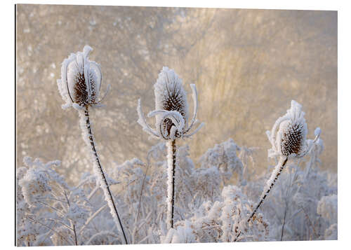 Gallery Print Kardendistel mt Raureif im Winter