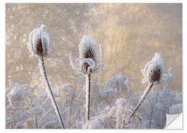 Vinilo para la pared Hoar frost on a teasel in wintertime