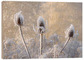 Wood print Hoar frost on a teasel in wintertime