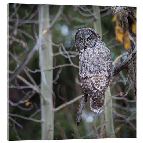 Acrylic print Owl in the forest