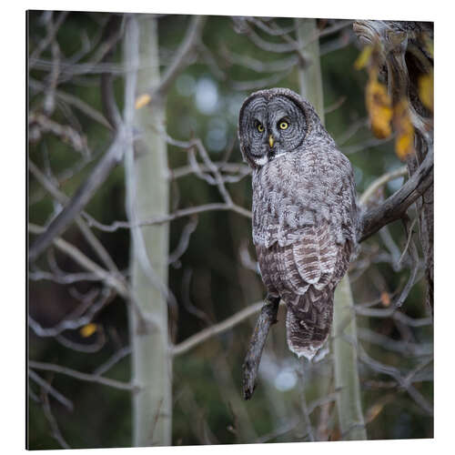 Aluminium print Owl in the forest